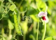 LOL决赛-命运的三角，当2026揭幕战的烽火，烧尽秘鲁的坚韧与日本的野心