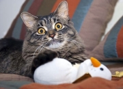 英雄联盟总决赛直播-跨越13466公里的夜晚，当文班亚马震撼未来时，一枚来自奥兰多的绝杀子弹正穿过北京心脏