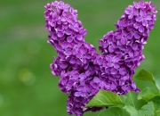 英雄联盟总决赛时间-绿茵刺客与赛道狂飙，当阿圭罗的进球划破F1年度争冠之夜