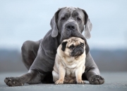 英雄联盟总决赛-心跳如V6引擎轰鸣，F1新赛季揭幕战之夜，佩德里如何用最后三圈改写历史