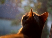 -跨界交锋，德甲争冠战焦点战前夕，掘金轻取广东队点燃体育多元激情