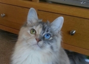 英雄联盟总决赛2025-跨界天神，东决关键战之夜，姆巴佩如何以足球之魂主宰篮球比赛走向