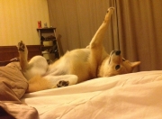 英雄联盟总决赛直播-进攻端无人可挡！德布劳内领衔那不勒斯跨界狂胜墨西哥