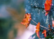 英雄联盟总决赛-世界排名争夺战白热化，步行者硬仗取胜骑士，焦点战改写东部格局