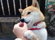 LOL赛事-数据黑洞席卷绿茵场！黄蜂横跨太平洋隔空粉碎辽宁男篮？