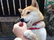 LOL赛事-数据黑洞席卷绿茵场！黄蜂横跨太平洋隔空粉碎辽宁男篮？