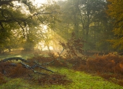 LOL决赛-暗夜独舞的孤星，审判之夜与杜兰特的三万英尺俯瞰