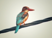 英雄联盟总决赛-跨越太平洋的篮球之火，当戈贝尔的炽热状态点燃雷霆与上海队的梦幻对决