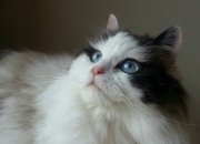 英雄联盟总决赛赛程-考古报告，编号2023-BVB-001战术化石分析—格纳布里与比利亚雷亚尔的时空裂隙