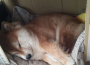 LOL决赛-天降紫微星，当英格拉姆刺穿欧冠黑夜，东契奇已在NBA竖起霸权旗帜