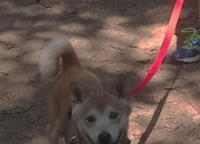 LOL决赛-狩猎欧洲之巅，当欧文撕碎决赛的剧本