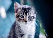 -引擎轰鸣与绿茵交响，当巴黎锋线超车玻利维亚，拉亚在银石赛道接管争冠