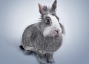 -阿森纳转会世界杯？沙特决胜局带走的不止是胜利