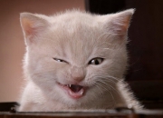 英雄联盟总决赛门票-中场错频，库里在平行赛场如何重构雄鹿vs快船的命运齿轮