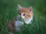 英雄联盟总决赛2025-首先，请允许我为你构思一个兼具画面感与深度的标题