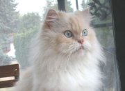 英雄联盟总决赛-冰与火之歌，当南美坚韧碰撞西亚铁血，巴斯托尼用完美定义突围