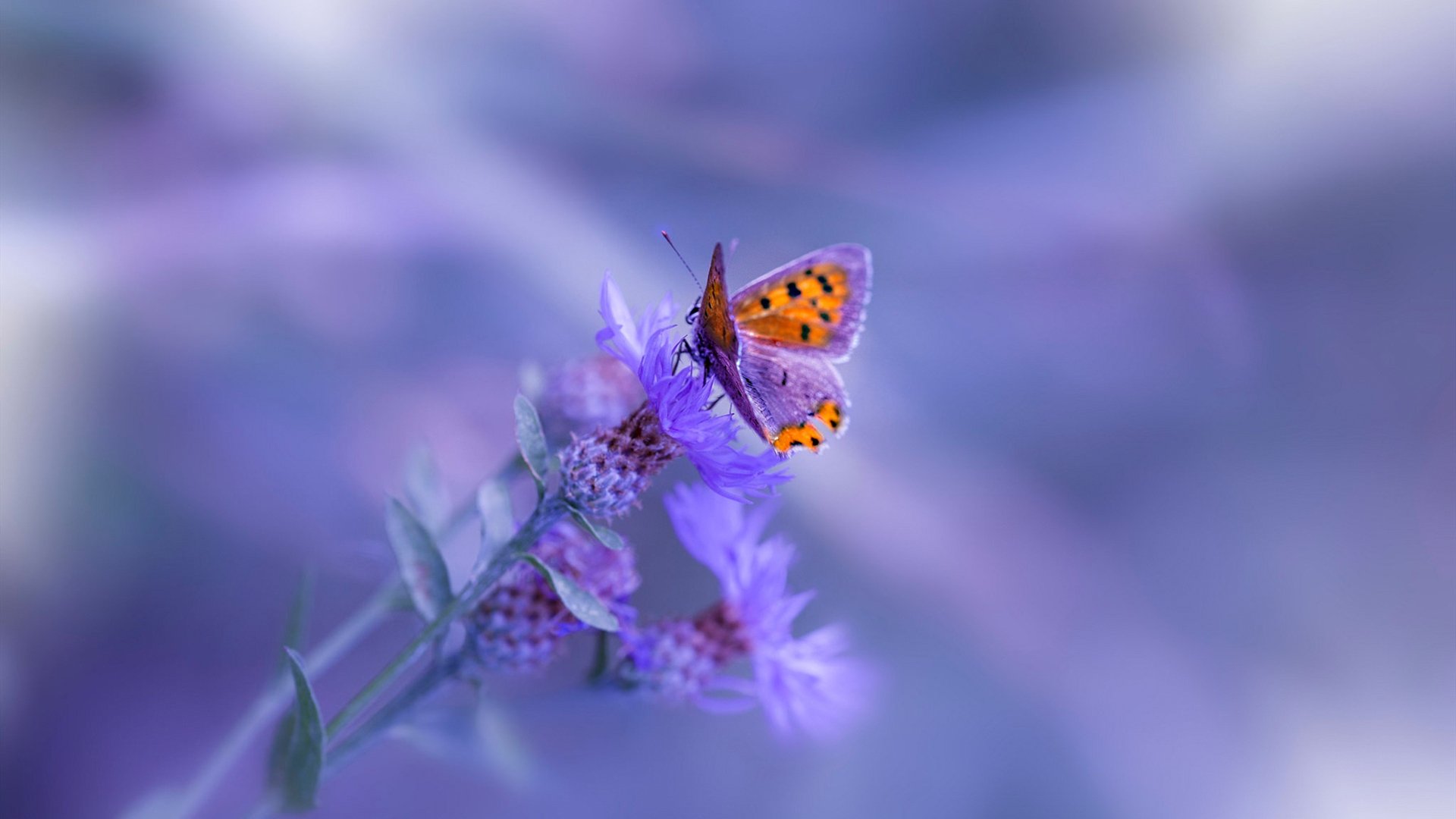 虚拟穹顶，字母哥与勒布朗的十一维篮球博弈