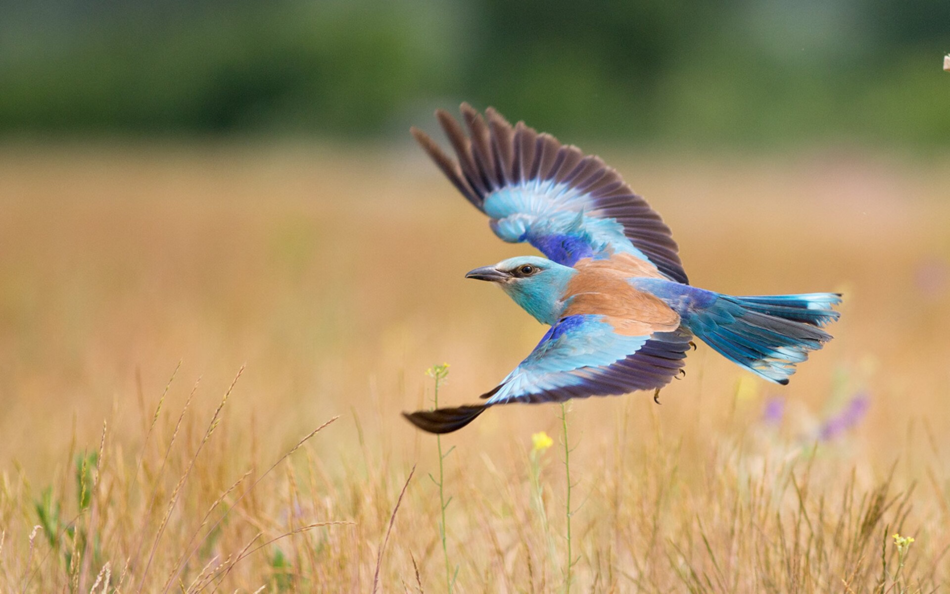 量子战术头盔与血肉长城，当中国龙横扫蓝月，德里赫特如何成为破局密钥