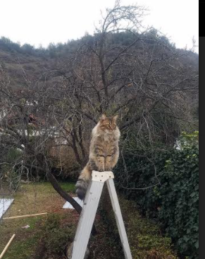 唯一性,历史如何被一分钟定义—从南非的绝杀到维尼修斯的接管时刻
