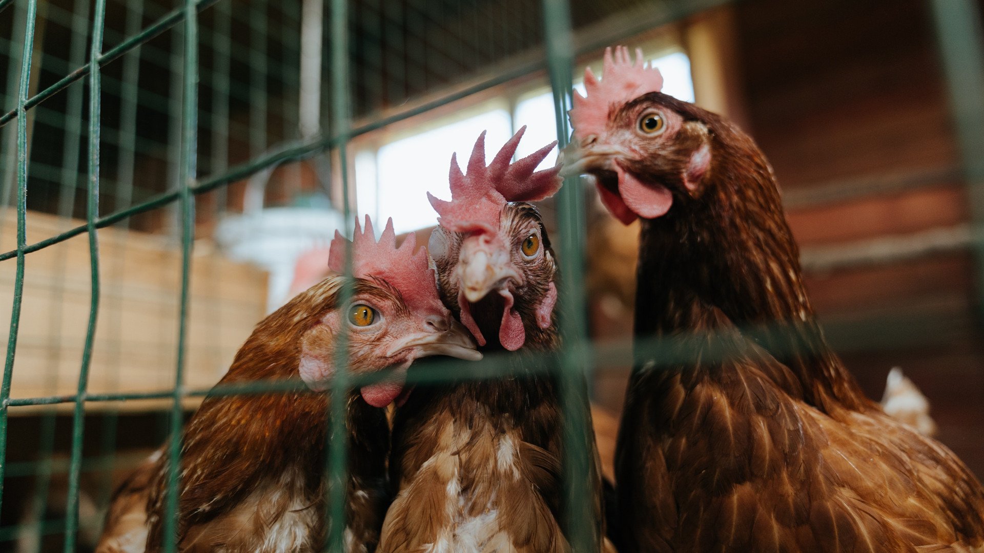 跨境证明，从国家队崛起看哈弗茨的意甲征途