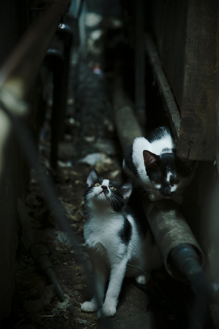 东方制霸与西方闪耀，足球世界中的国家崛起与个人英雄主义