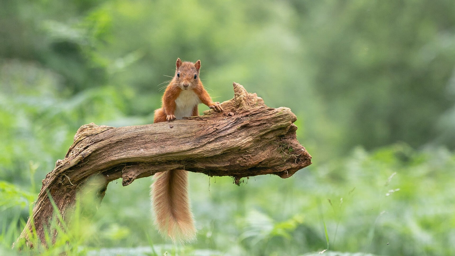 掘金凿穿波特兰，哈登焰火秀拉开鸿沟