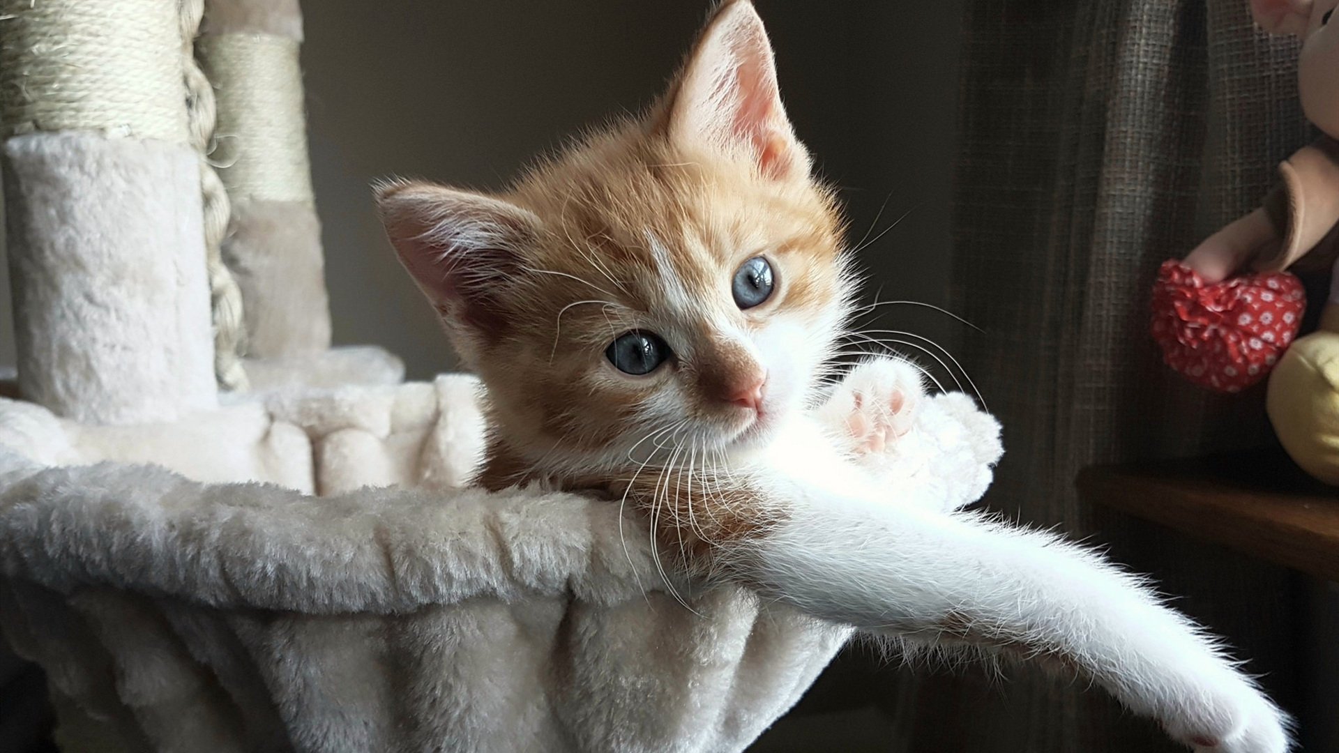 当黄蜂蛰痛步行者时，范弗利特正在绘制一幅美加墨的控卫霸权地图