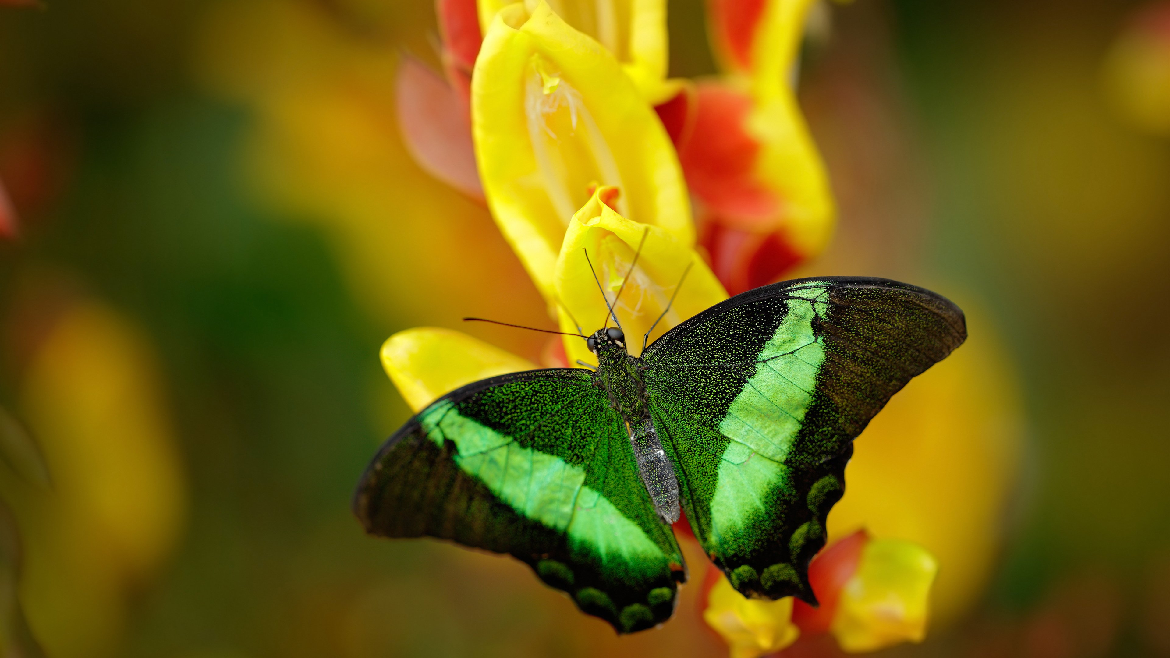詹姆斯王者归来，独行侠团队碾压魔术，当个人英雄主义遇上完美整体性