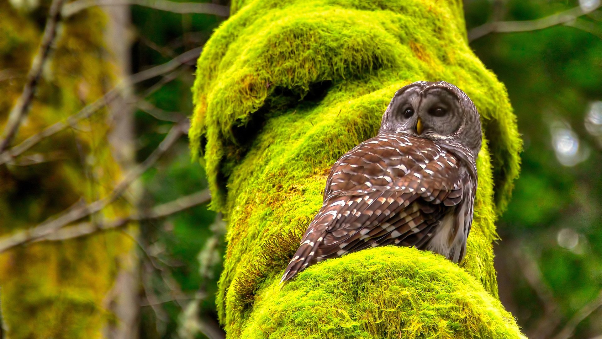 新赛道与旧征途，速度与体育精神的永恒对决
