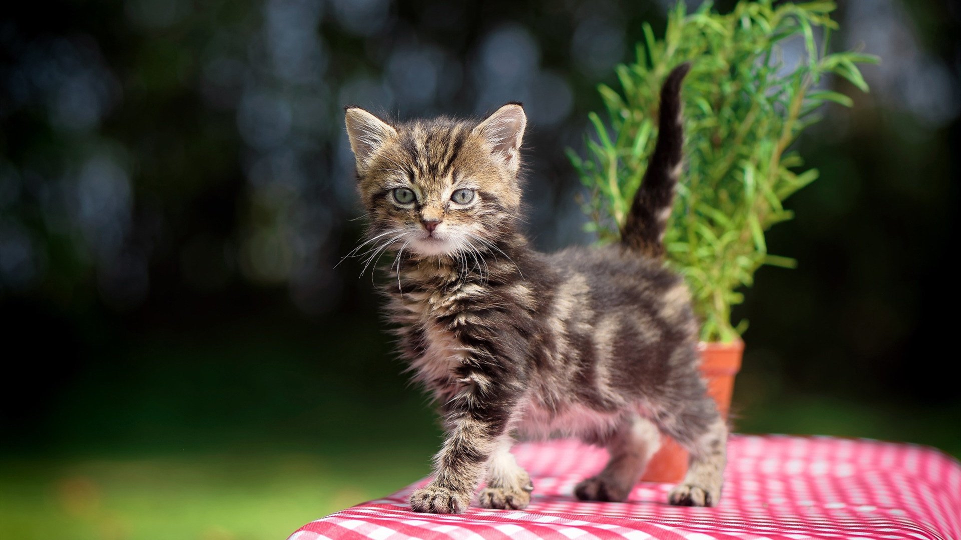 亚洲杯双重震撼夜,富安健洋罕见爆发,伊拉克闪电击碎哥斯达黎加悬念