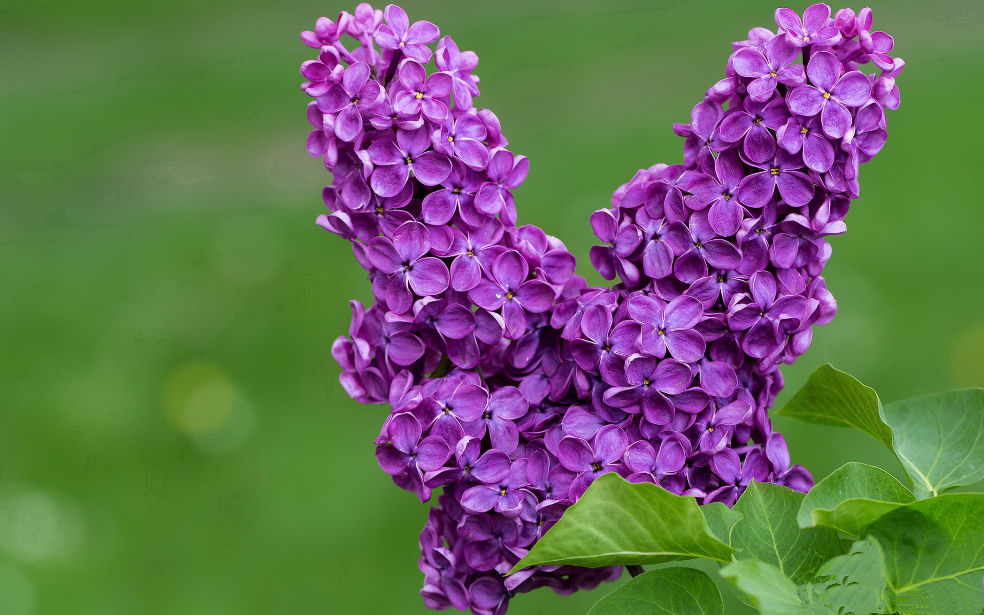绿茵刺客与赛道狂飙，当阿圭罗的进球划破F1年度争冠之夜