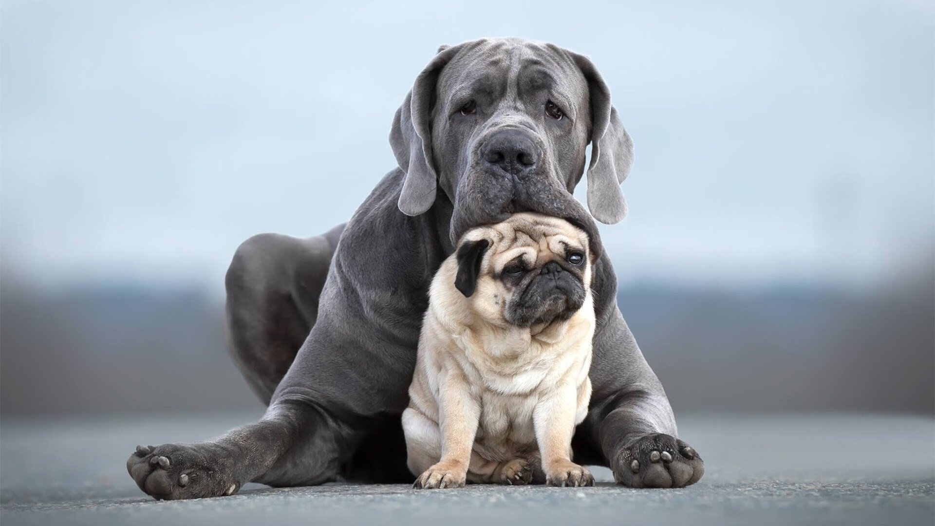 心跳如V6引擎轰鸣，F1新赛季揭幕战之夜，佩德里如何用最后三圈改写历史