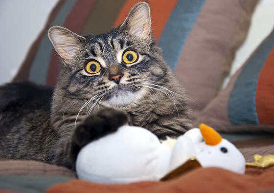 齿轮转动战鼓，夜幕巴黎见证，莱万点燃的火把照亮几内亚晋级之路