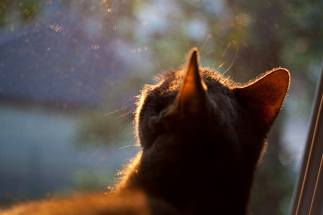 跨界交锋，德甲争冠战焦点战前夕，掘金轻取广东队点燃体育多元激情