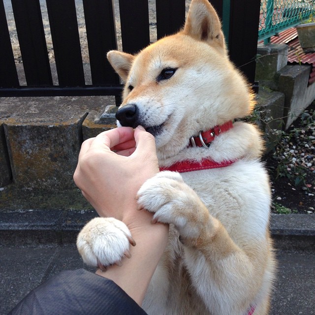 数据黑洞席卷绿茵场！黄蜂横跨太平洋隔空粉碎辽宁男篮？