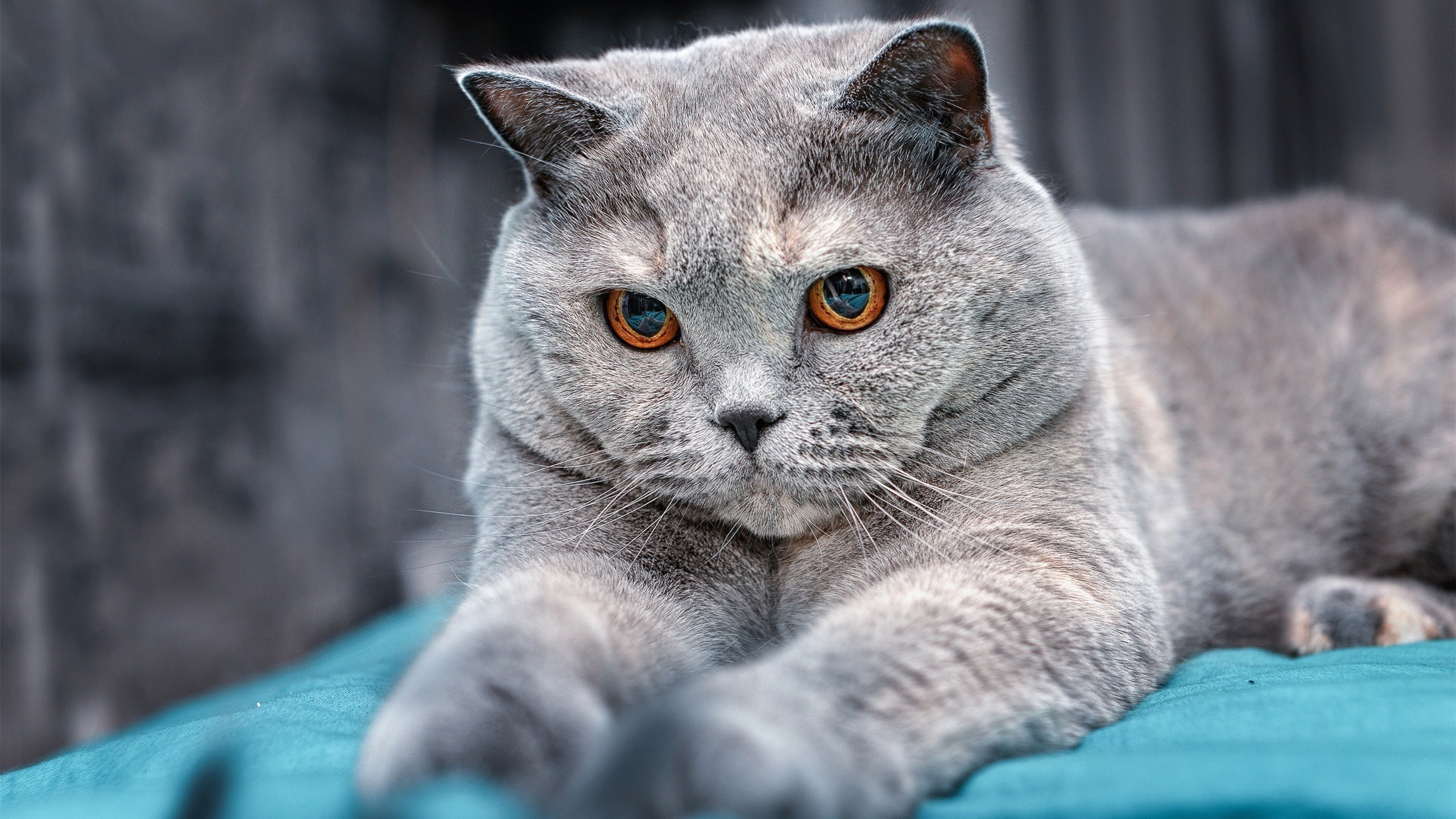 战术制胜，新疆队以NBA总决赛级战术压制北京队的焦点之战