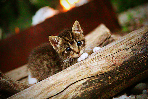 当克瓦拉茨赫利亚在格鲁吉亚燃起天才之火，冰岛以体系之雪崩压垮希腊神话