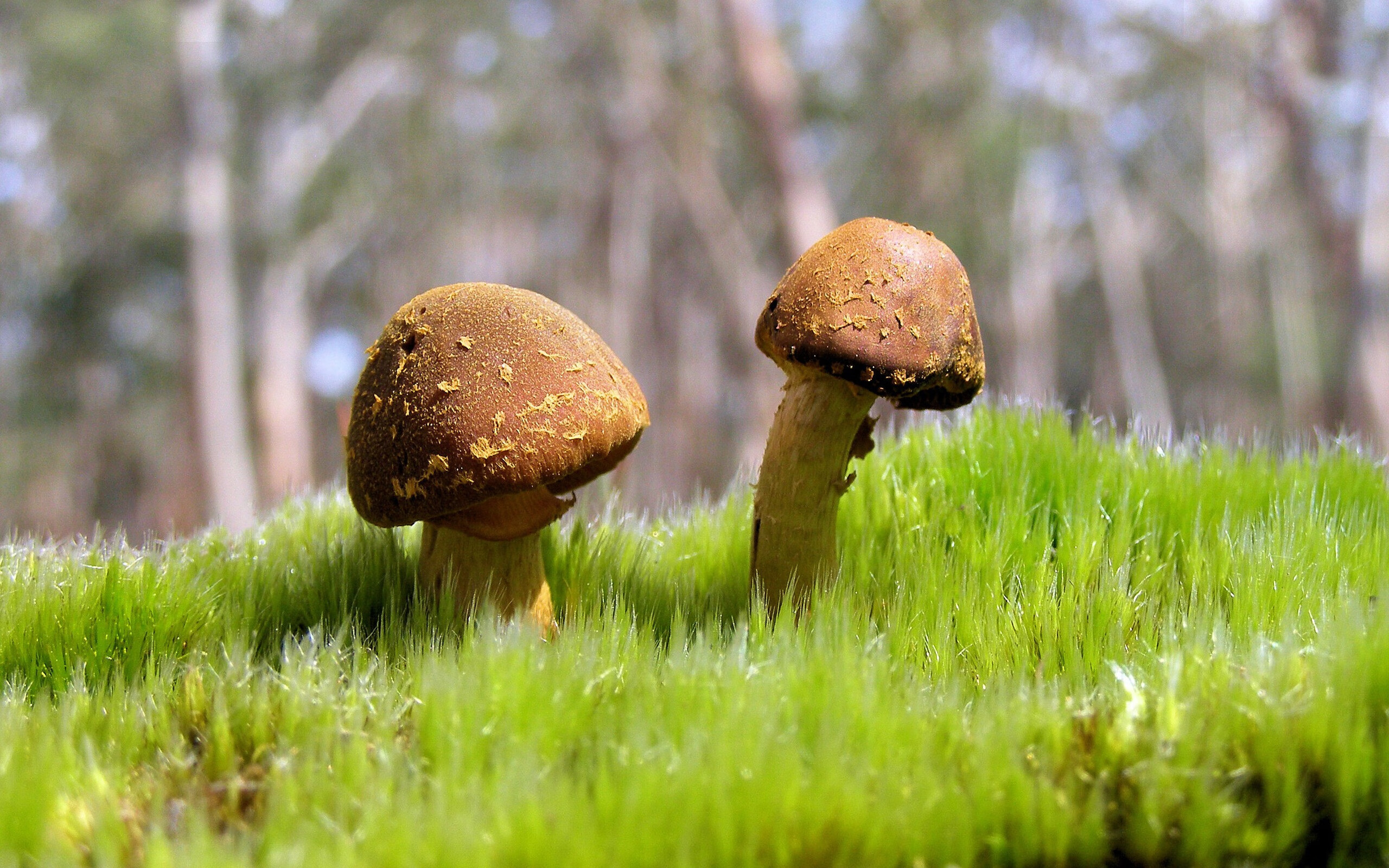 奥运周期关键战焦点战，哥伦比亚风暴，葡萄牙谜题