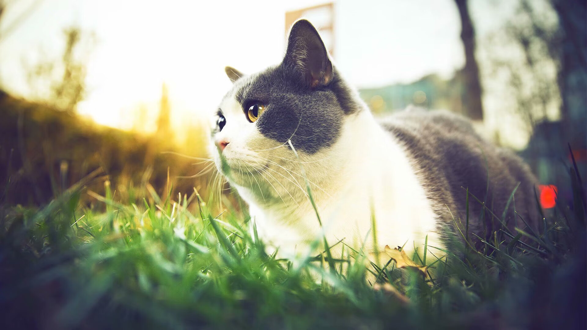 绿茵闪电与球场魔笛，当德甲争冠之夜遇见利拉德的攻防转换