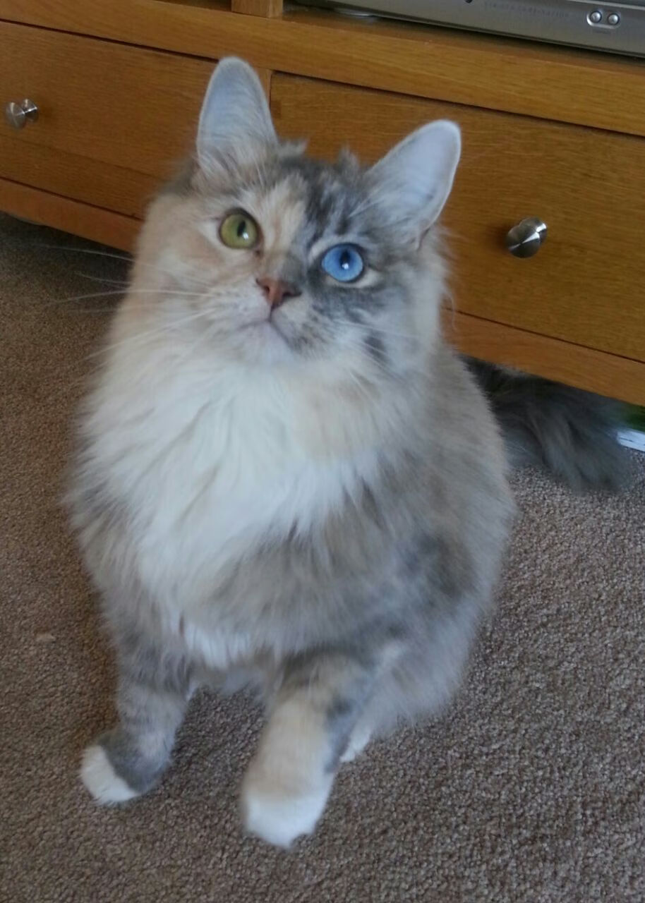 吉达夜空下的高地风暴，奥斯梅恩在足球地理的十字路口接管比赛