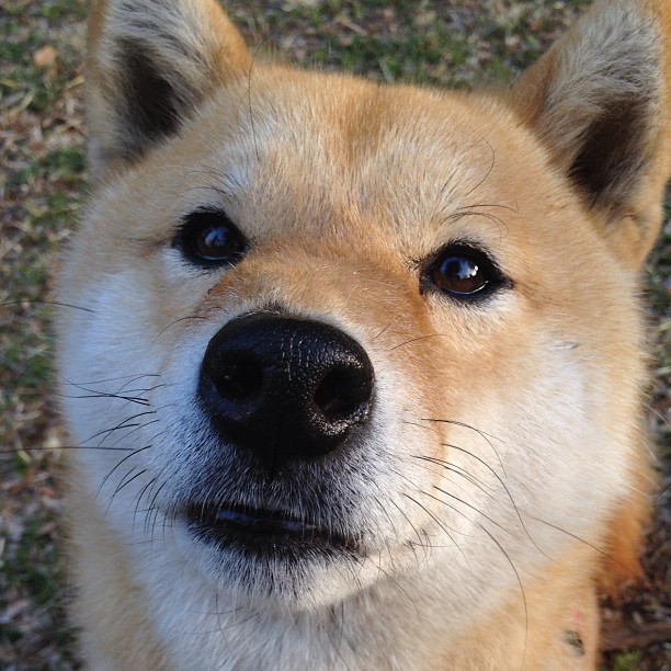 跨越领域的竞技盛宴，雄鹿欧冠级表现提前终结鹈鹕悬念