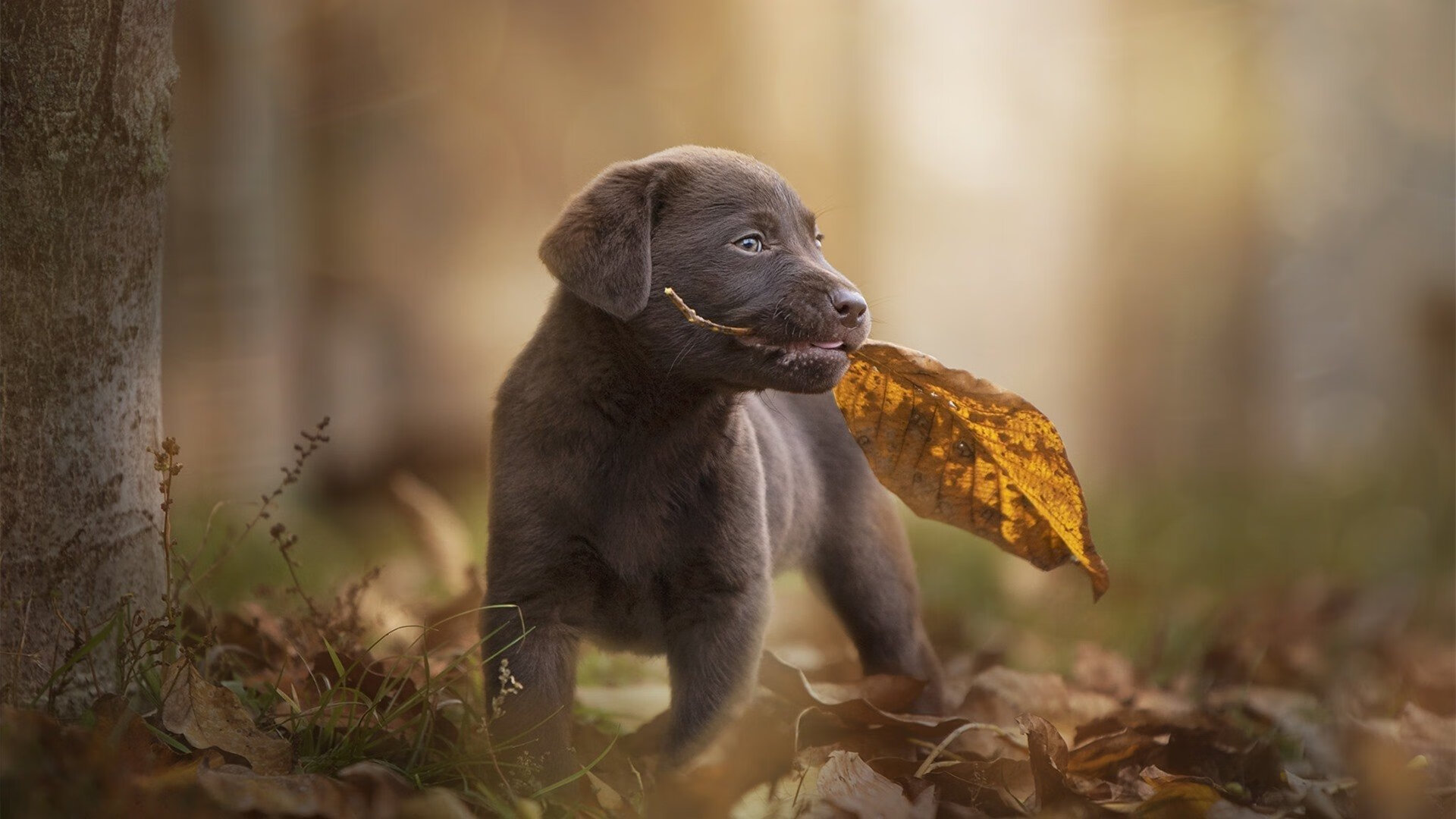 当铁血战车遭遇刀锋战士，解析卡瓦哈尔如何成为拜仁对阵土耳其球队的战术X因素