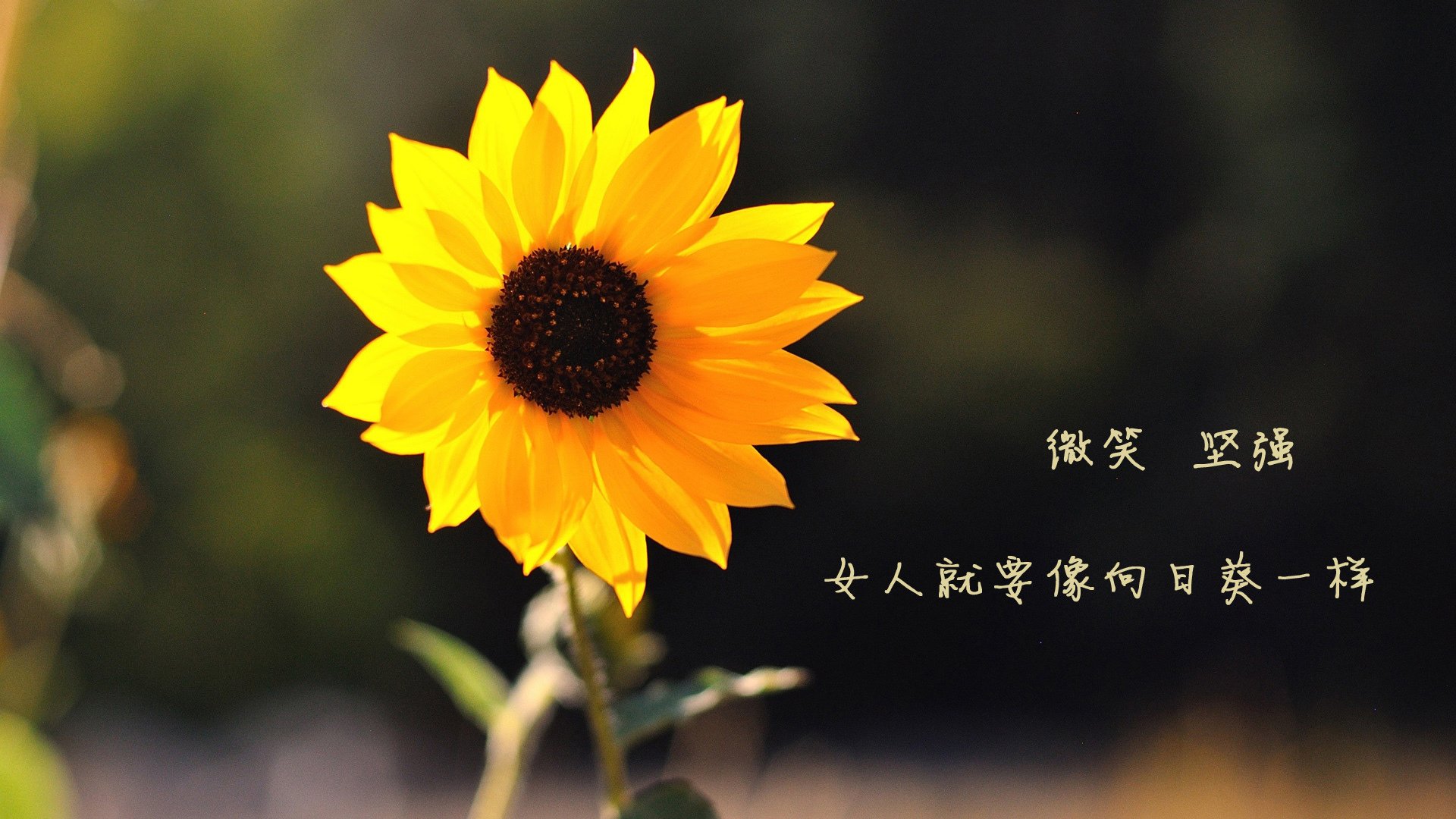绿茵狂想曲，当美加墨世界杯的聚光灯投向篮球，尼克斯用一场统治级表演击碎湖人
