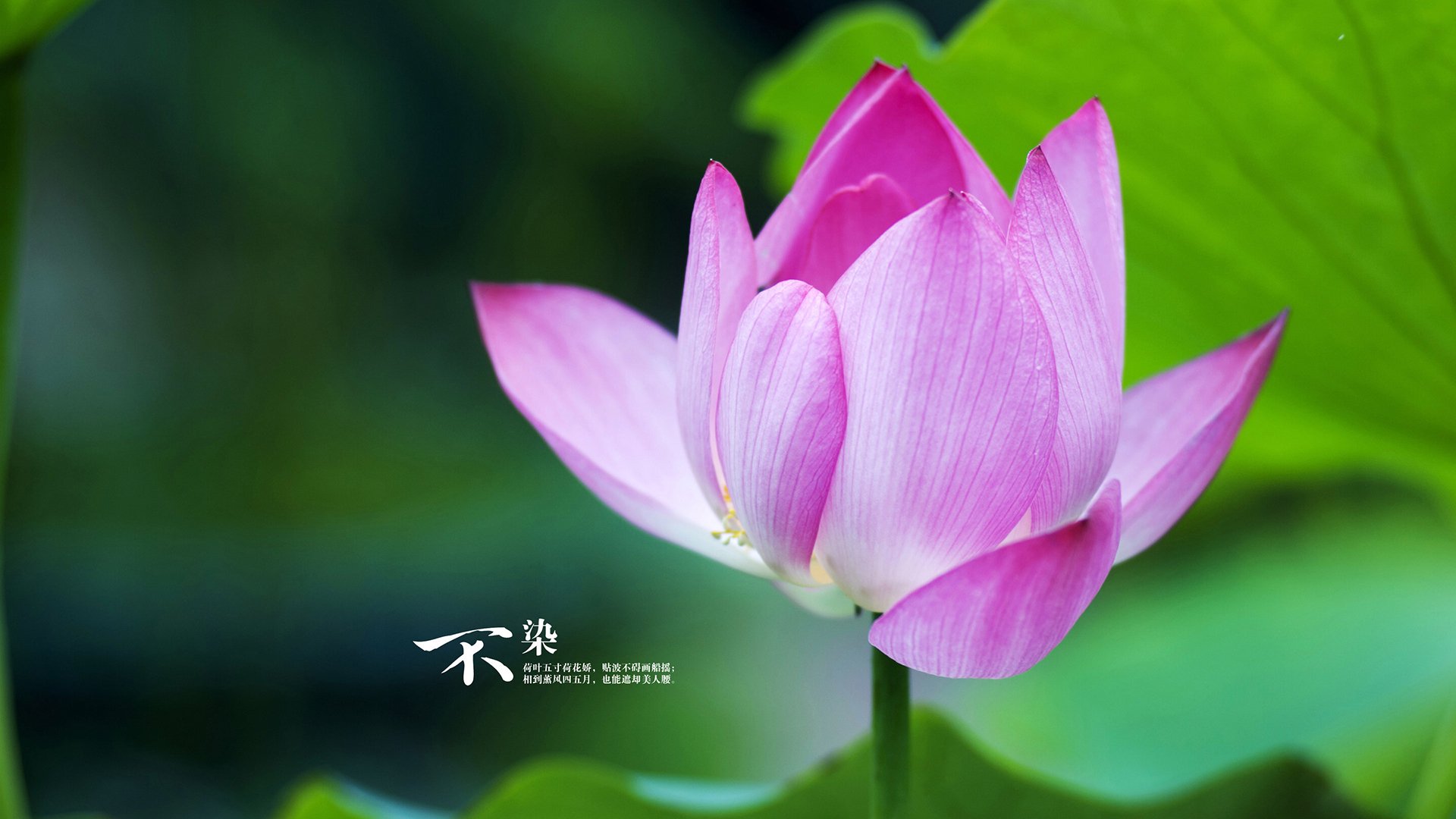 唯一的方向，波兰锋芒切断几内亚诅咒，F1新赛季揭幕战见证秩序重构