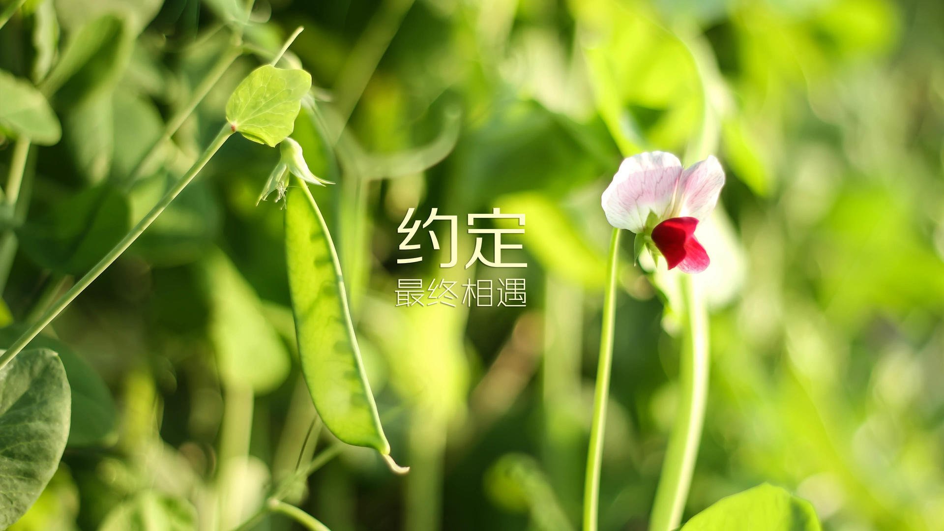 命运的三角,当2026揭幕战的烽火,烧尽秘鲁的坚韧与日本的野心