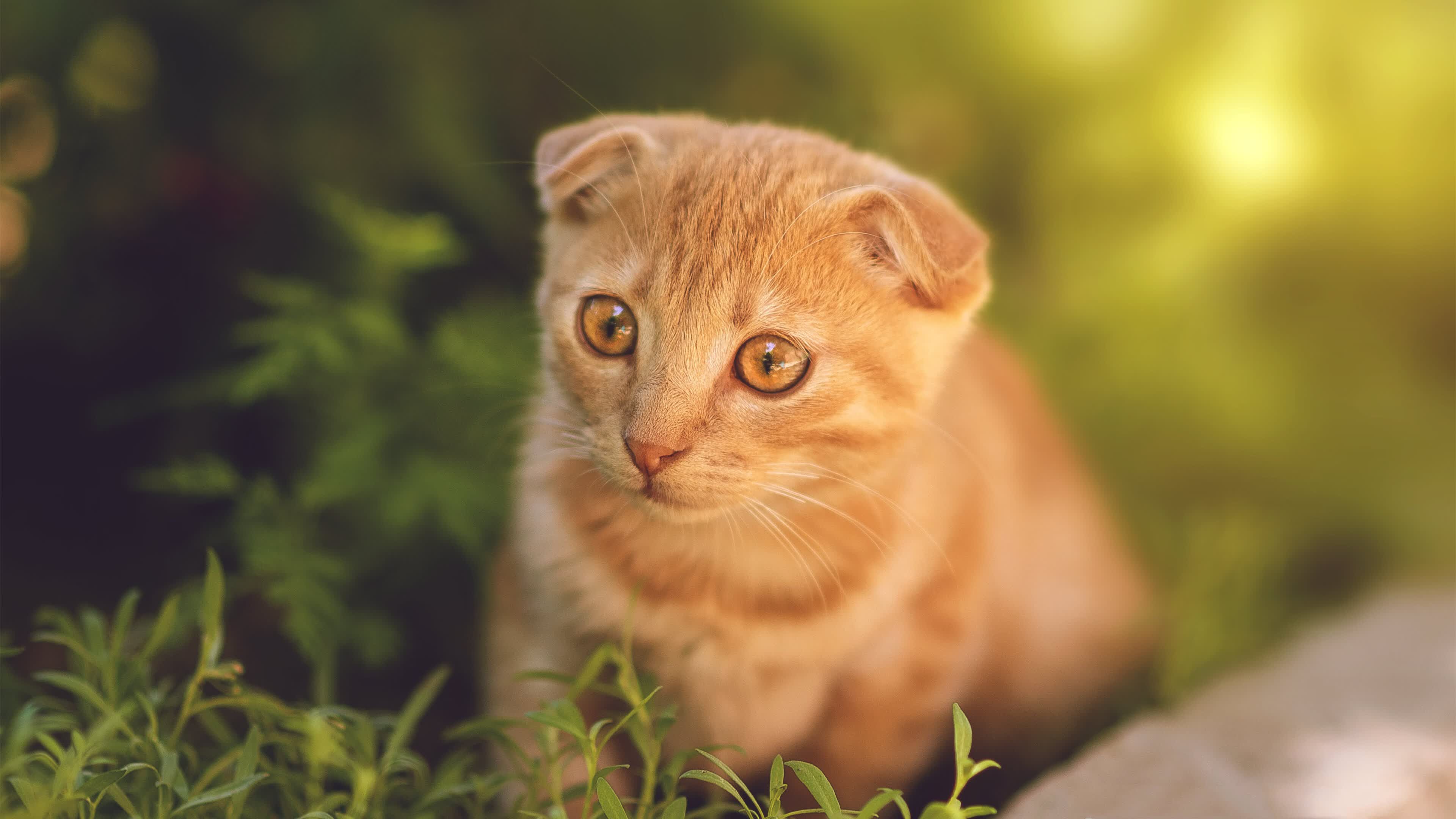 这是一篇围绕您提供的2026世界杯强强对话焦点战、越南险胜荷兰、卢卡库主导比赛、节奏掌控等关键词，构建的具有唯一性视角的赛事评论文。文章标题和内容将打破常规叙事，从隐含的主宰这一独特角度切入