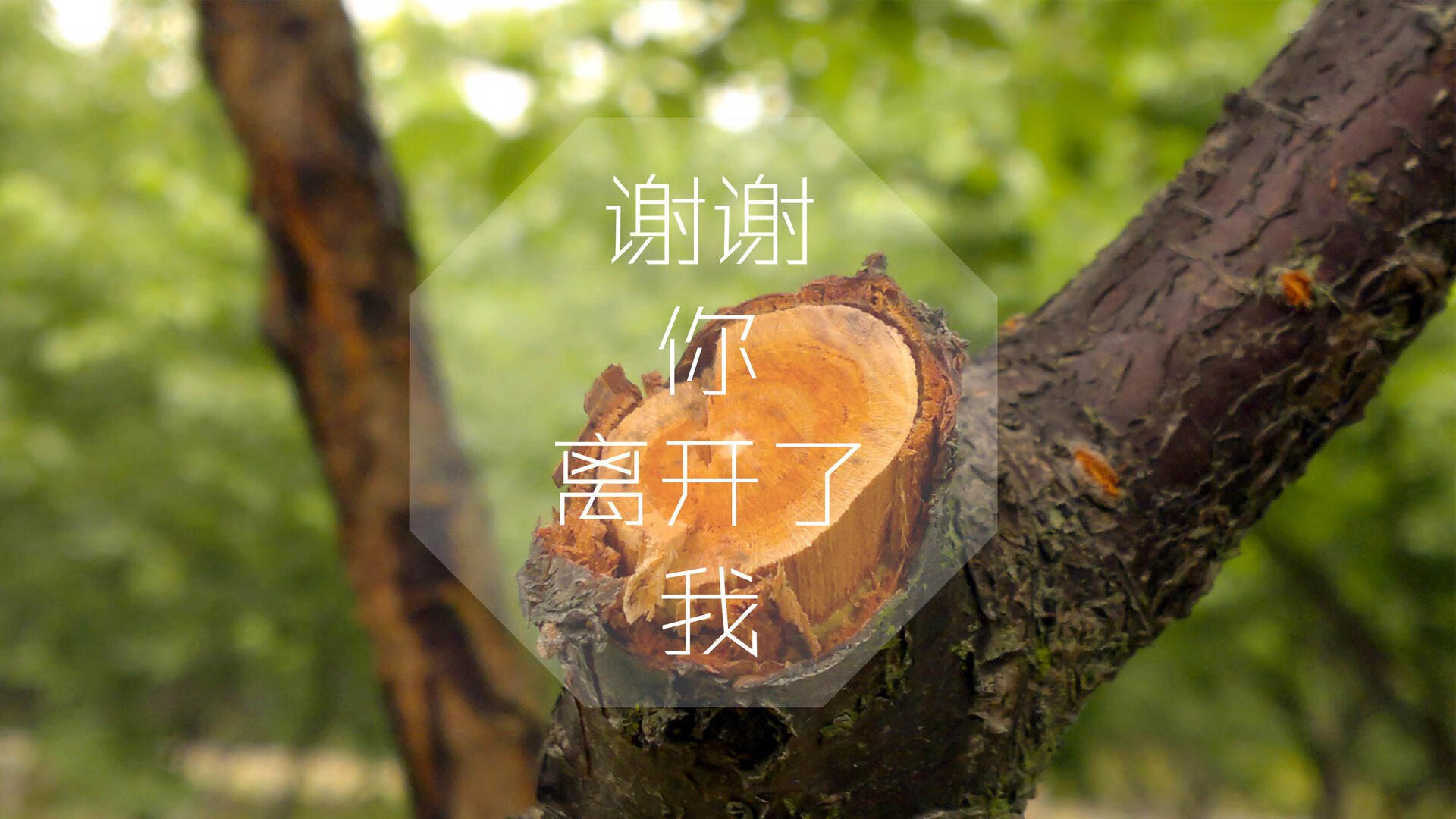 绿茵孤本，2026世界杯H组，那场碾压印度的史诗，与范戴克写就的默契绝唱